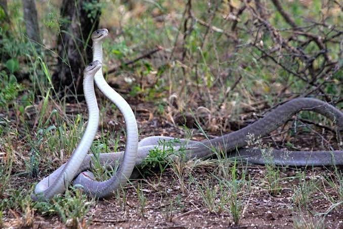 molorisafari.com