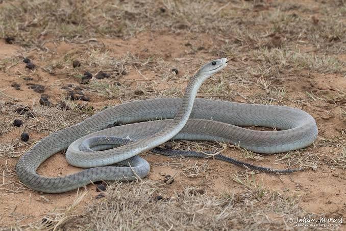 6 Fakta Tentang Mamba Hitam, Spesies Ular Mematikan di Dunia