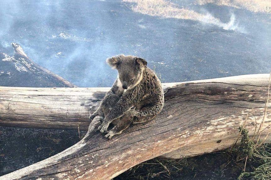 Koala Terancam Punah pada Tahun 2050! Ini 5 Faktanya yang Mengejutkan