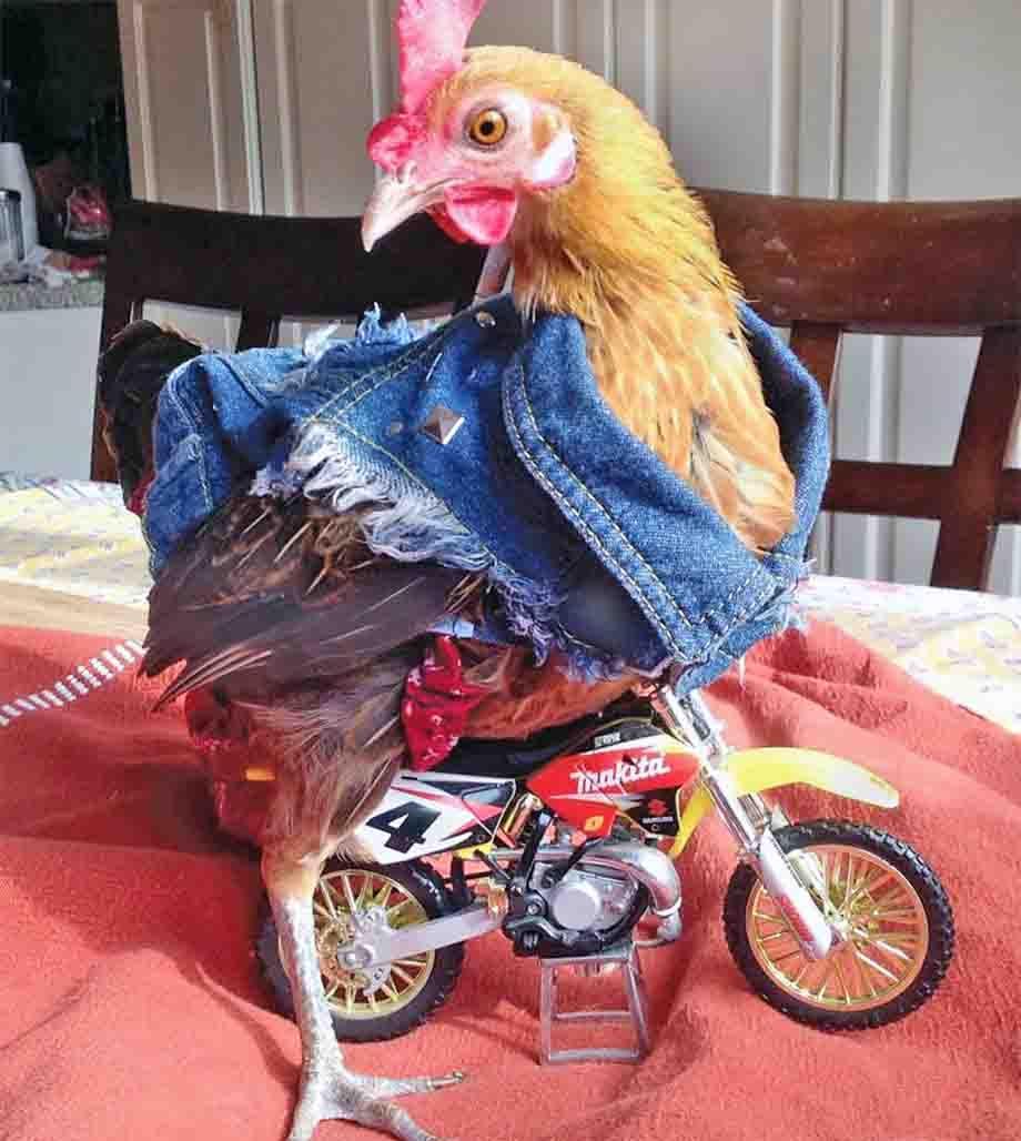 backyardpoultry.iamcountryside.com