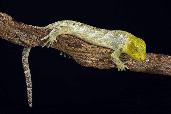 kadal skink (australiangeographic.com.au)