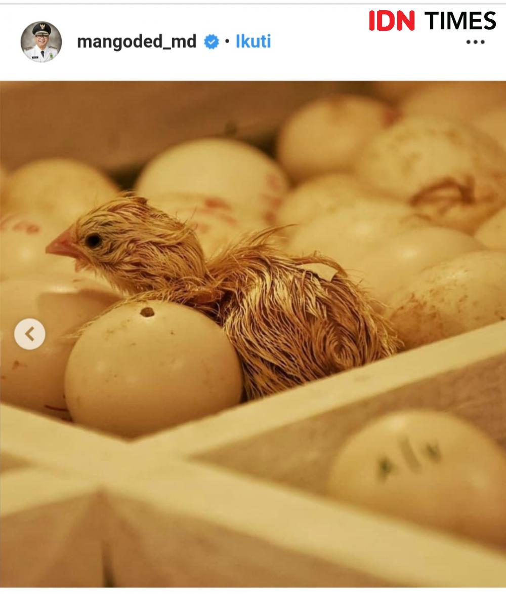Anak Ayam Oded Lahir, Warganet: Mending Ngurus Macet Pak!
