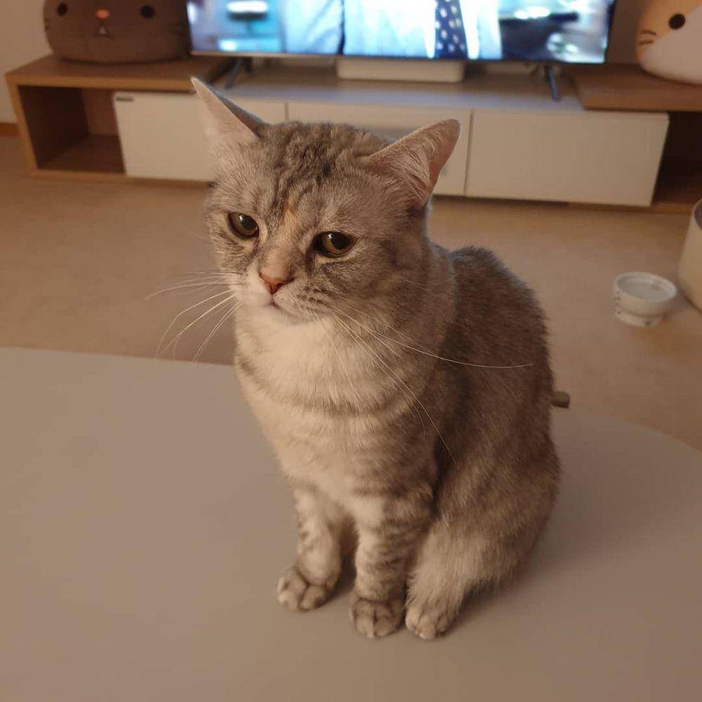 instagram.com/claire_luvcat
