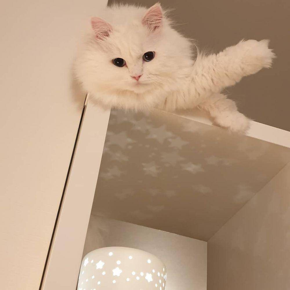 instagram.com/claire_luvcat