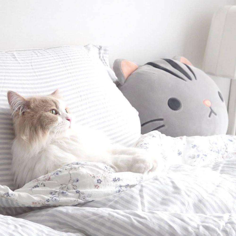 instagram.com/claire_luvcat