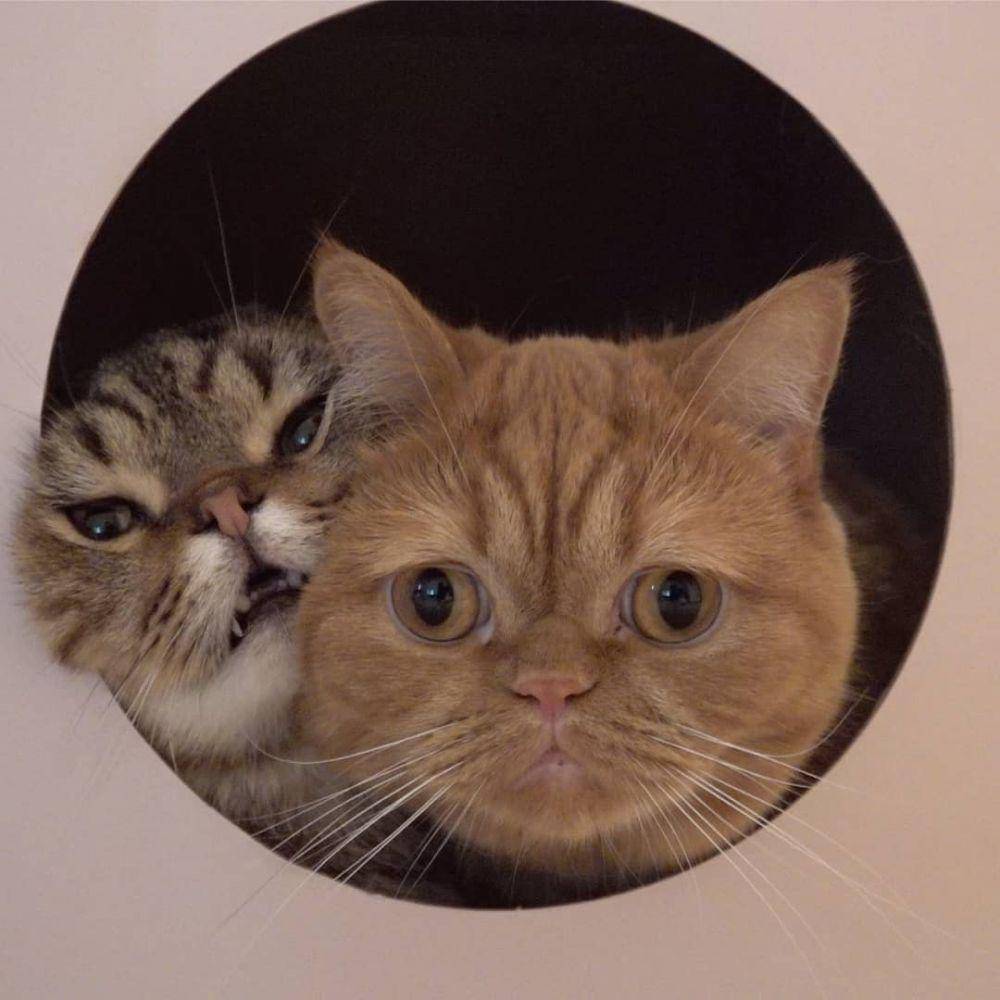 instagram.com/claire_luvcat