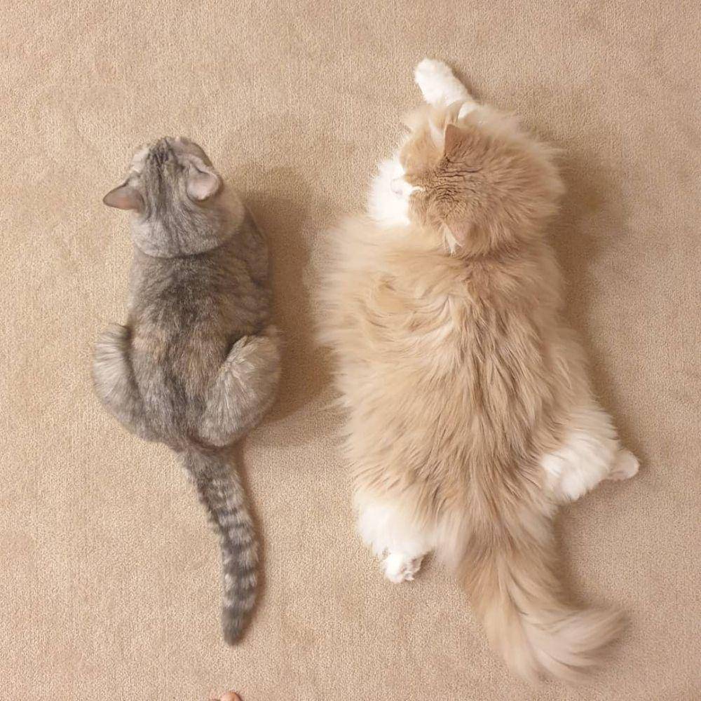 instagram.com/claire_luvcat