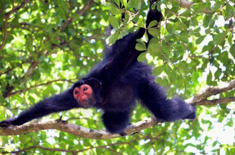 ethnobiobase.act-suriname.org