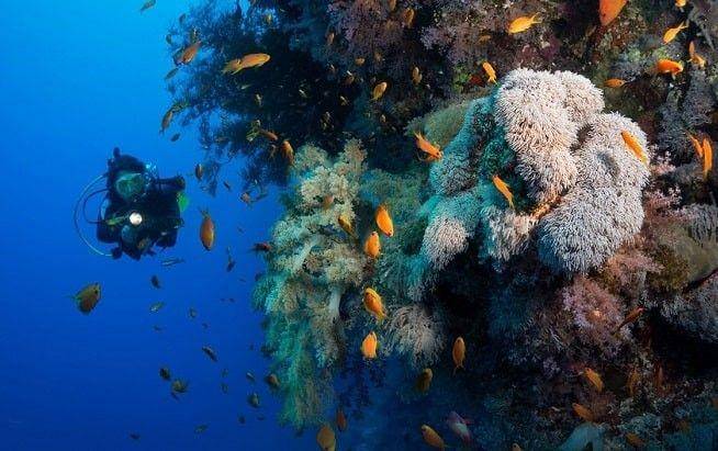 twofishdivers.com