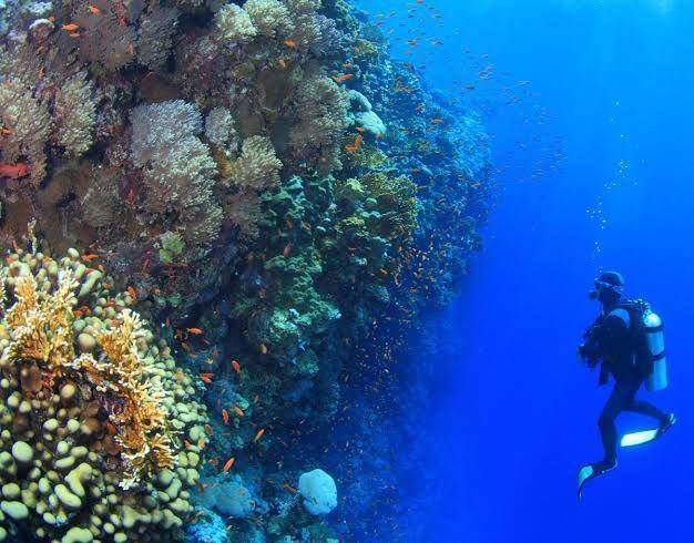 twitter.com/Dive_Red_Sea