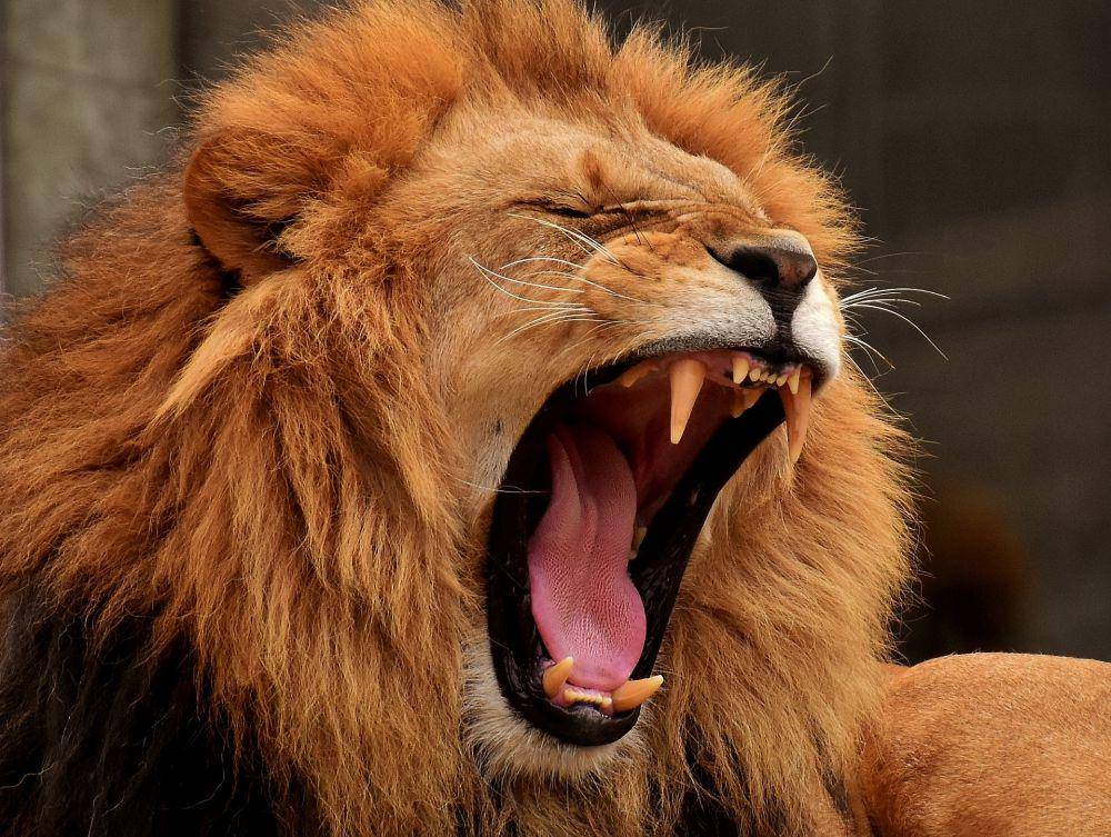 ilustrasi singa jantan (pixabay.com/Alexas_Fotos)