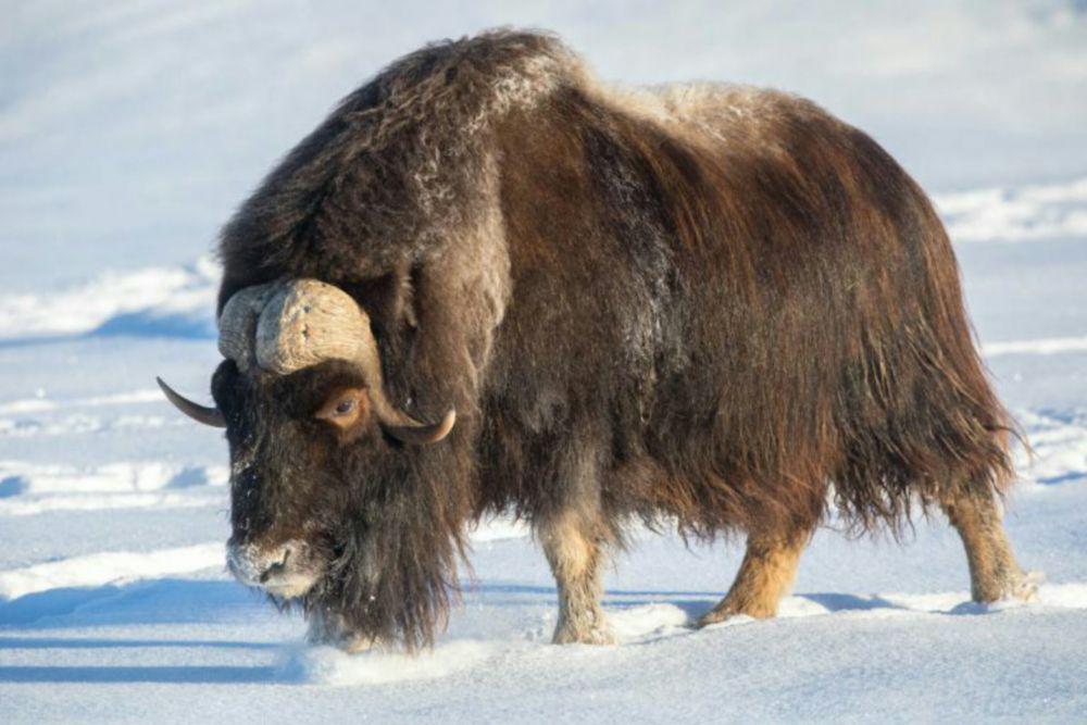 alaskawildlife.org