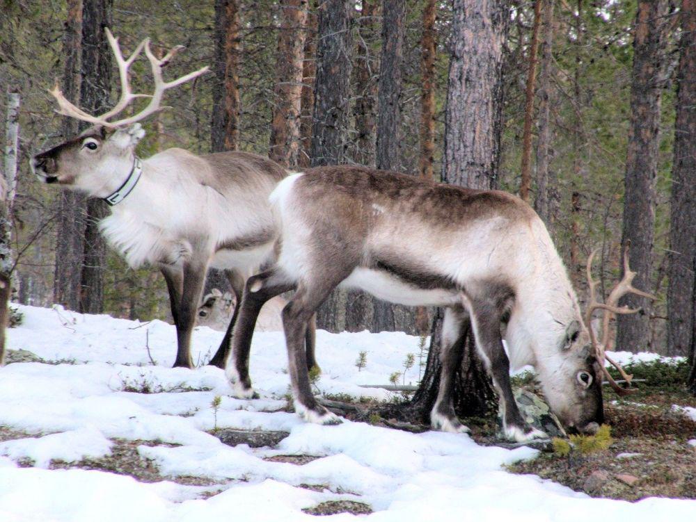 Pixabay.com/Wild_honey