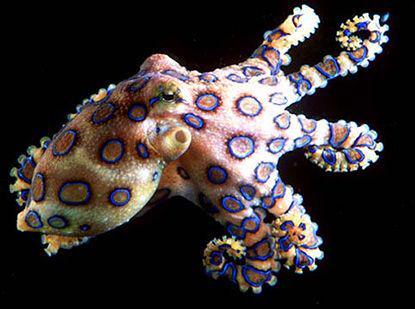 marinebio.org
