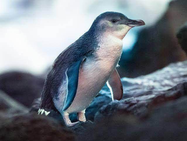ebird.org