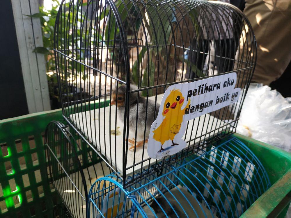 Program Anak Ayam di Bandung Wujud Nyata Revolusi Mental di Indonesia