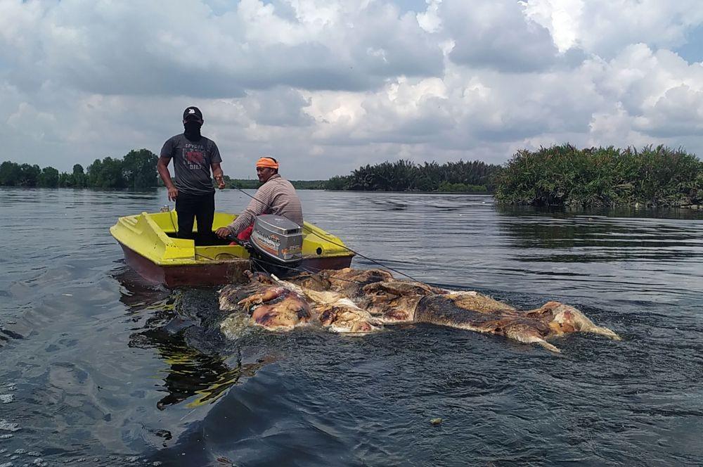 Warga membawa bangkai babi yang dibuang pemiliknya di Danau Siombak Marelan, Medan, Sumatera Utara, Senin (11/11). (ANTARA FOTO/Nur Aprilliana Sitorus)