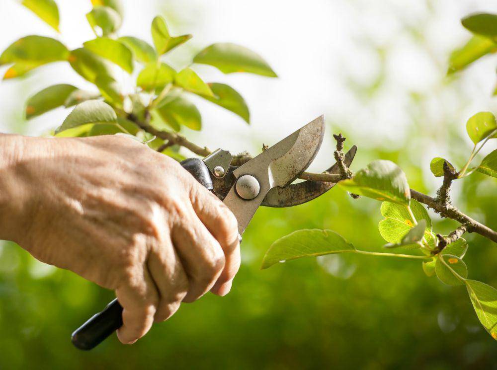 plantsforallseasons.com