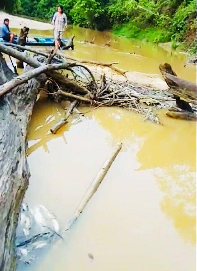 Ikan-ikan mati di Sungai Perak, Kutai Barat diduga karena tercemar limbah perusahaan (Dok.IDN Times/Istimewa)