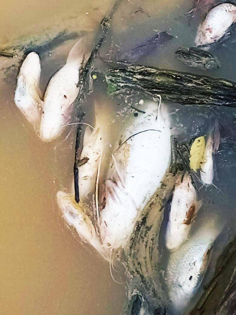 Ikan-ikan mati di Sungai Perak, Kutai Barat diduga karena tercemar limbah perusahaan (Dok.IDN Times/Istimewa)
