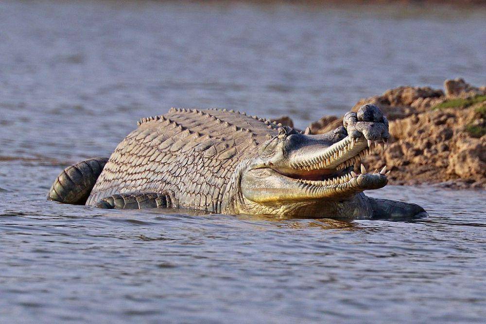 news.mongabay.com