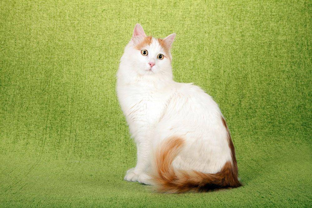 marylandpet.com