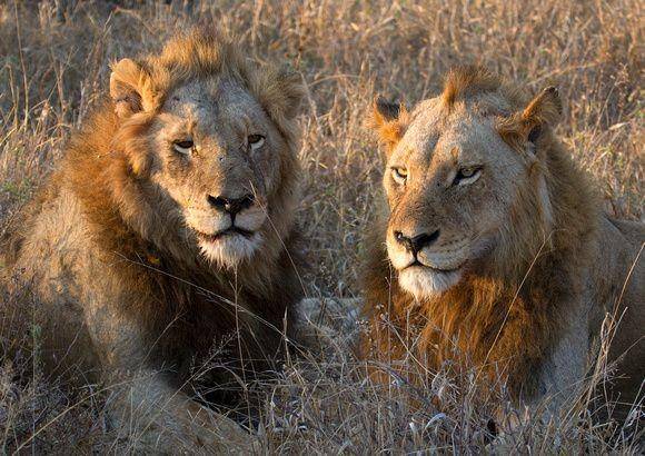 Singa Afrika (davidtolliday.co.uk)