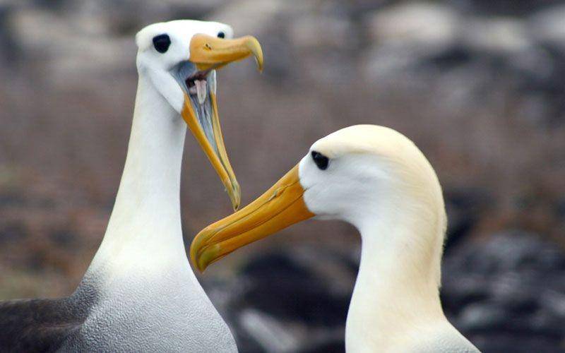 galapagosislands.com