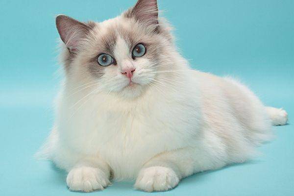 catster.com