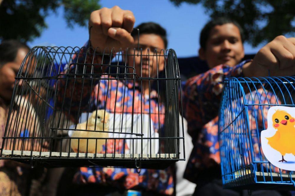 Anak Ayam yang Dibagi Walkot Bandung untuk Pelajar Mati Dimakan Tikus