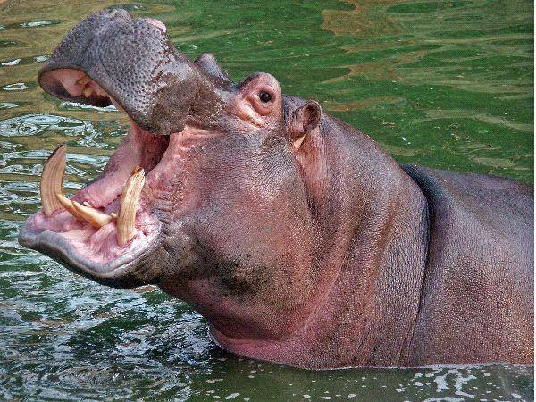 hippoworlds.com
