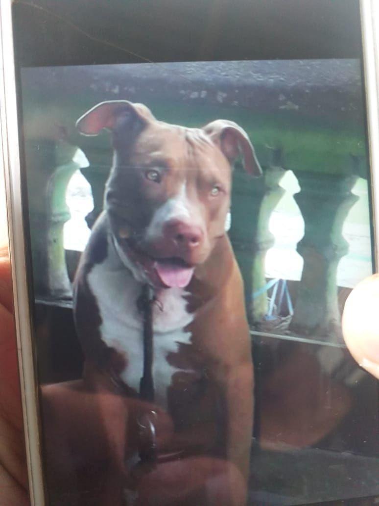 Digigit Anjing Pitbull, Seorang Warga Makassar Kritis
