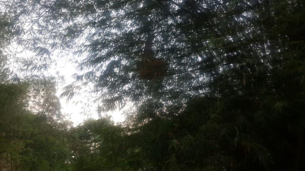 Sarang lebah tawon ndas terlihat mengantungkan di pohon bambu. IDN Times/istimewa