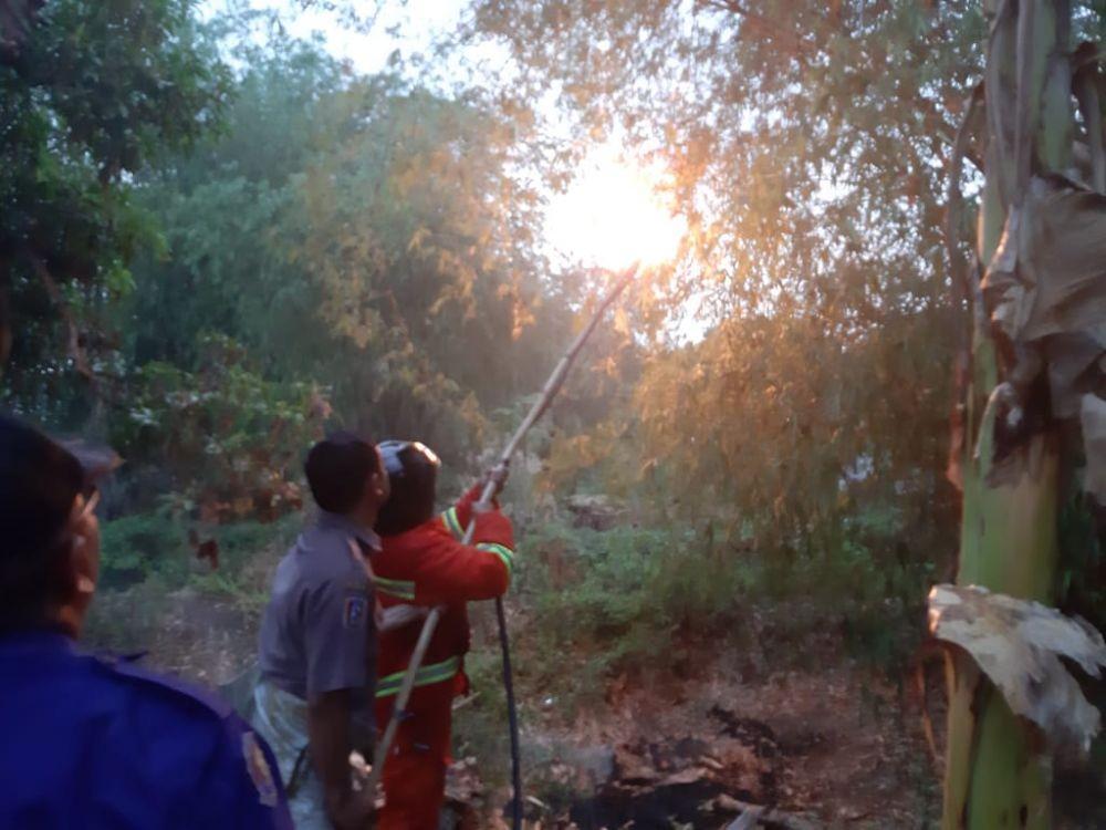 Petugas BPBD Kabupaten Tuban, saat memusnahkan sarang lebah di Kecamatan Soko, IDN Times/Istimewa