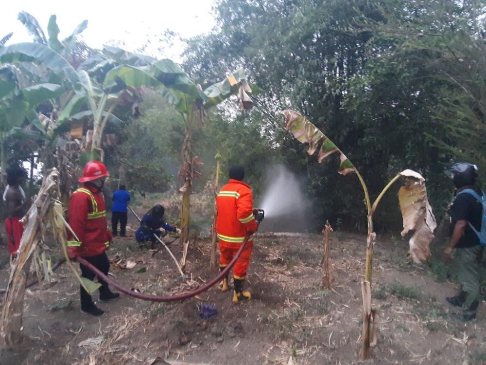 Petugas BPBD Kabupaten Tuban, saat memusnahkan sarang lebah di Kecamatan Soko, IDN Times/Istimewa