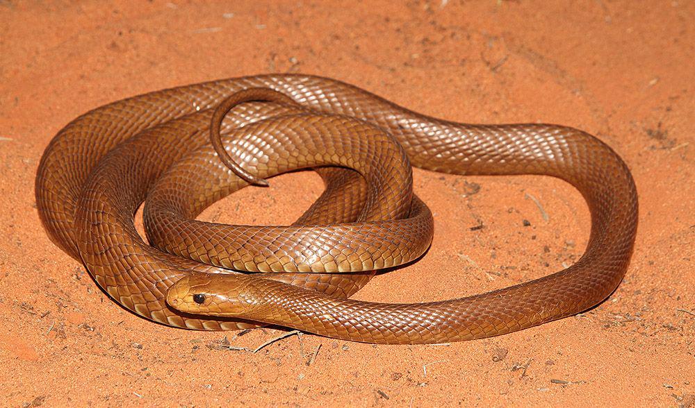 australiangeographic.com