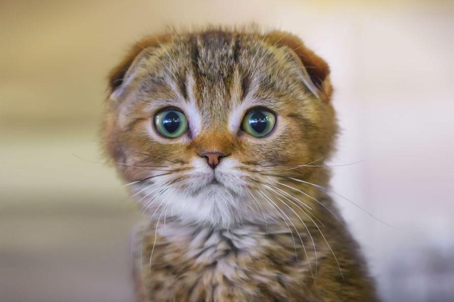 [QUIZ] Jika Seandainya Jadi Kucing, Kamu Jadi Ras Kucing Apa?
