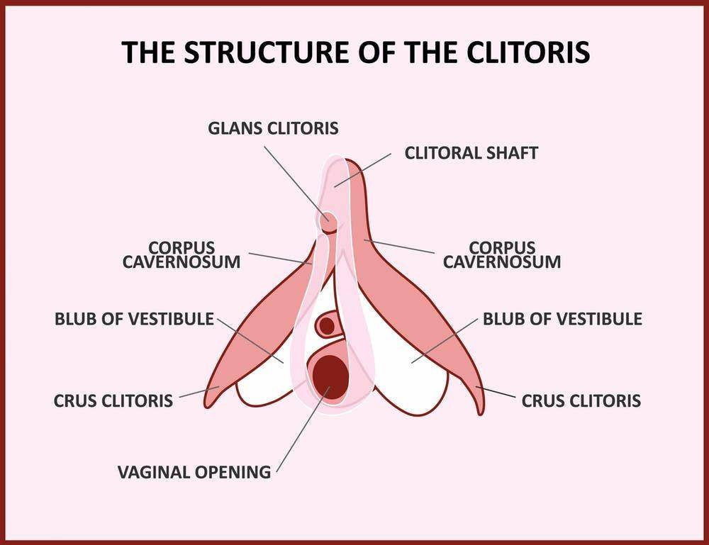 ilustrasi klitoris (theconversation.com)