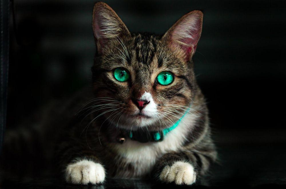 7 Fakta Virus Panleukopenia yang Mematikan, Pecinta Kucing Wajib Tahu!