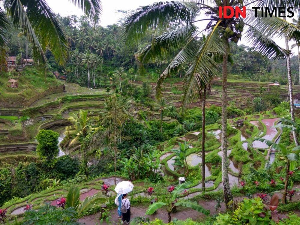 Suasana di Terasering Tegalalang Ubud, Bali