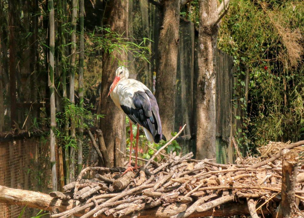 White Stork yang berada di Eco Green Park kota Batu. IDN Times/ Alfi Ramadana