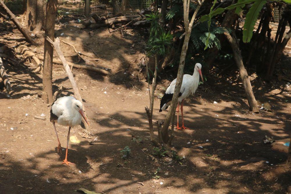 Eco Green Park kini memiliki koleksi tujuh ekor White Stork. IDN Times/ Alfi Ramadana