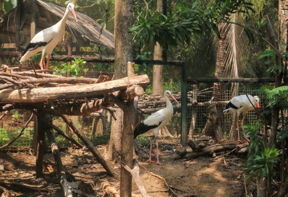 Eco Green Park mendapat tambahan koleksi White Stork setelah berhasil dalam pengembangbiakkan, Jumat (29/11/2019). IDN Times/ Alfi Ramadana