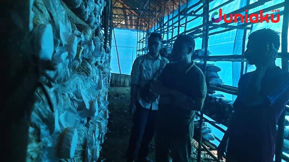 Pengembangan kebun jamur hasil pelatihan tenaga kerja di Desa Penagan. duniaku.com/Adhitya Daniel
