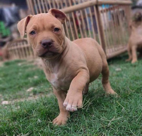 Tips Memelihara Pitbull agar Jadi Ramah dan Tidak Menyerang Manusia