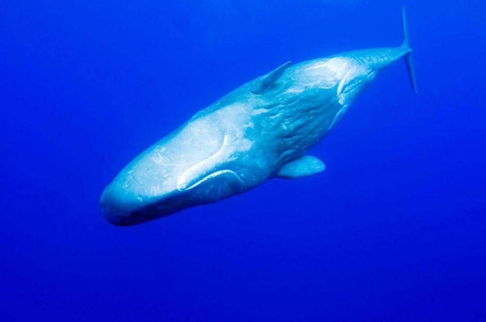us.whales.org