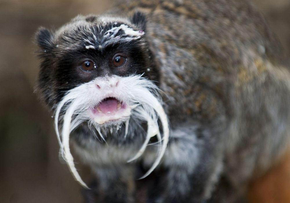 dudleyzoo.org