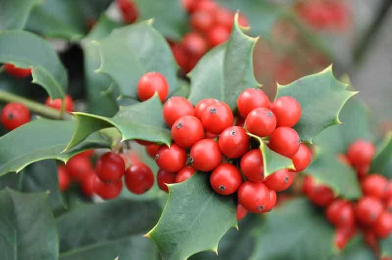 trianglegardener.com