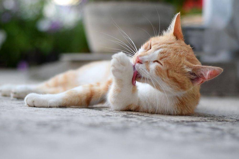 goodhousekeeping.com