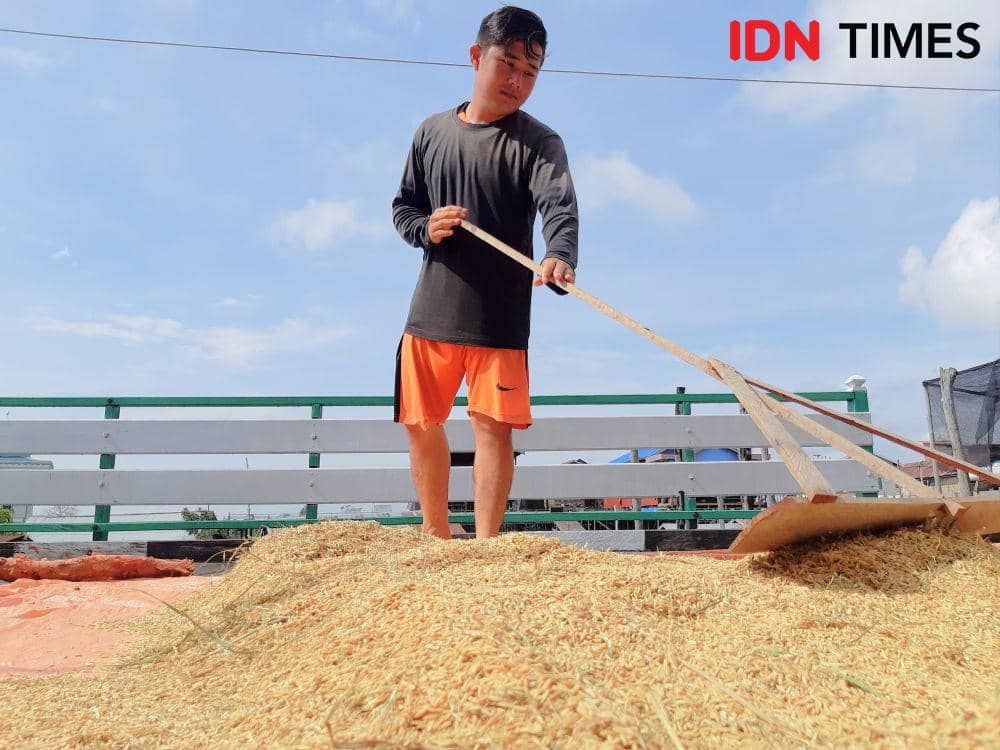 Ibrahim sedang mengeringkan gabahnya di Desa Muara Enggelam (IDN Times/Surya Aditya)